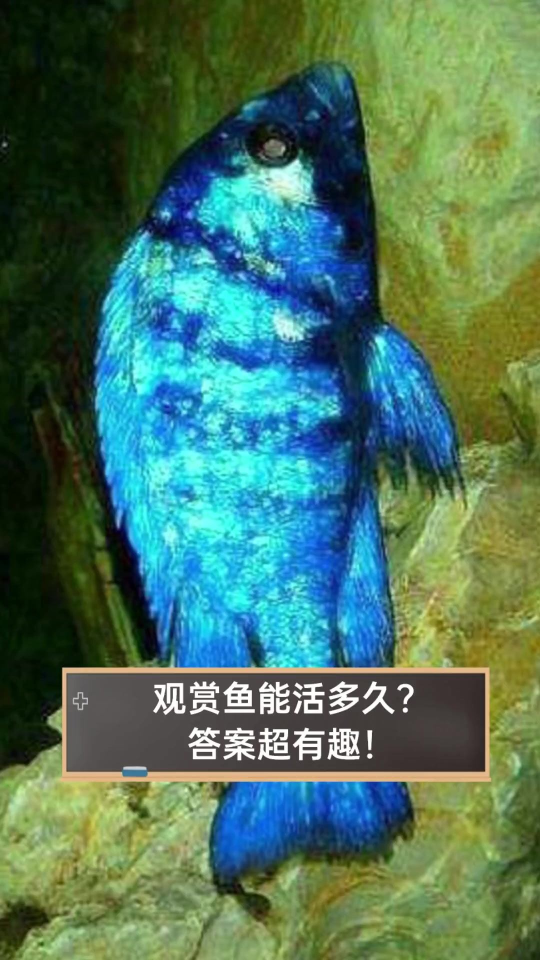 观赏鱼能活多久?答案超有趣!