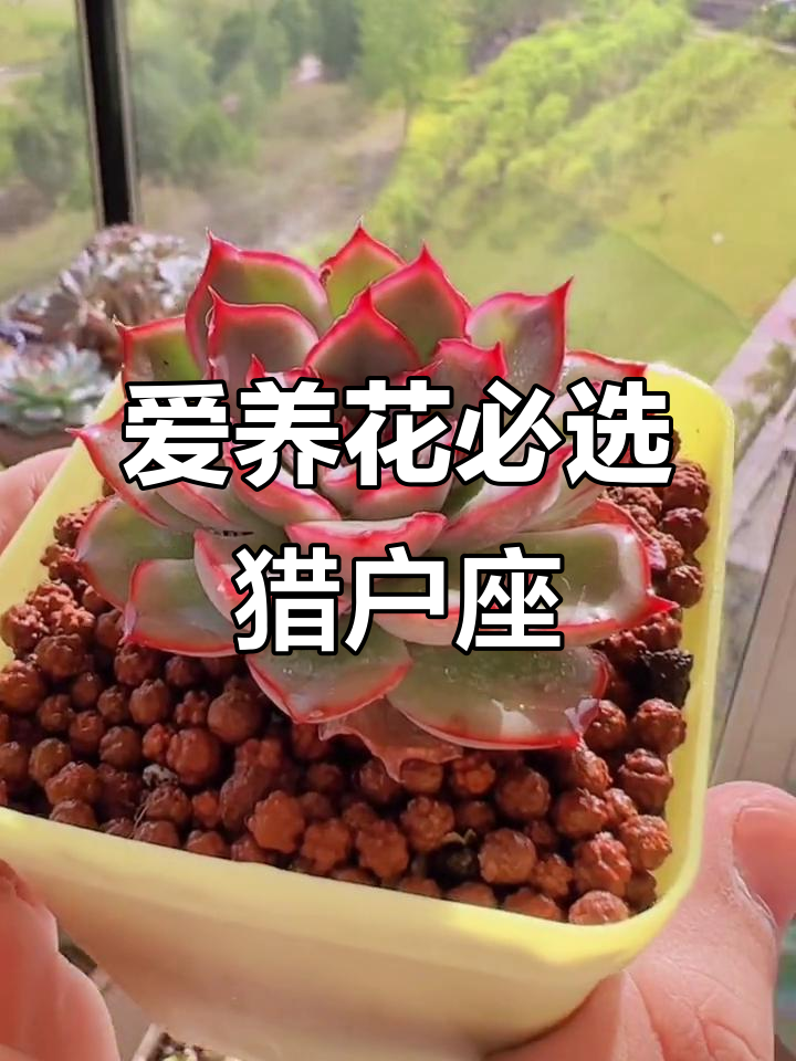 猎户座多肉，室内养护轻松出状态