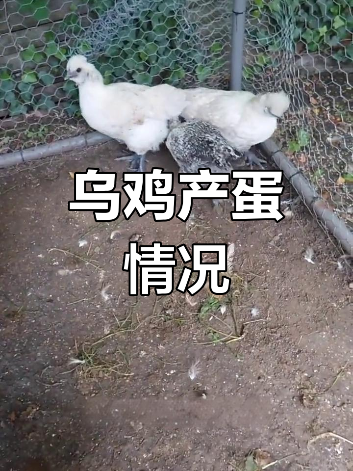 小鸡成长记录:16周后变化大