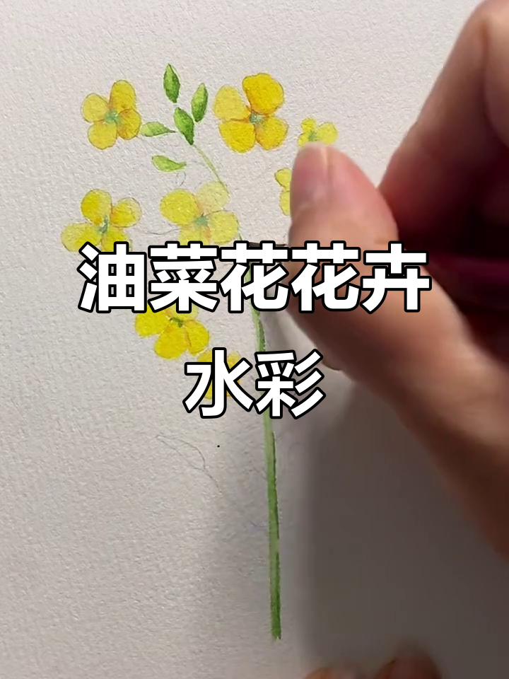 春天油菜花水彩教程，轻松画出美丽花卉
