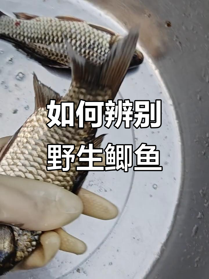 野生鲫鱼识别技巧大揭秘,如何分辨真伪