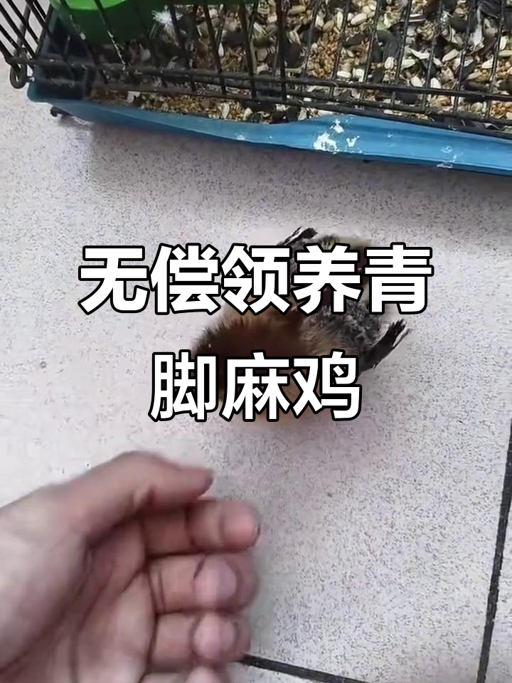 免费领养青脚麻鸡,网上轻松找到可爱小鸡