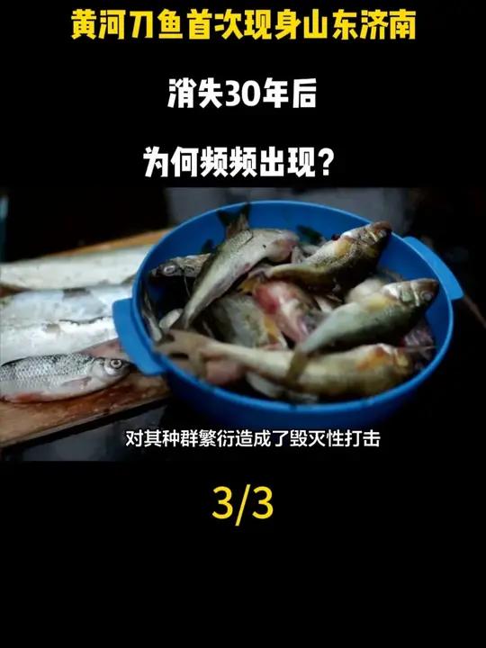 黄河刀鱼首次现身山东济南,消失30年后,为何频频出现?