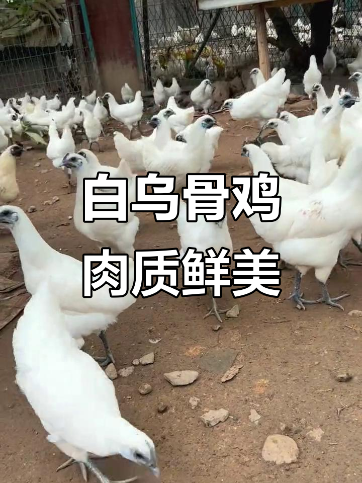 江山白乌骨鸡:独特美味,你尝过吗?