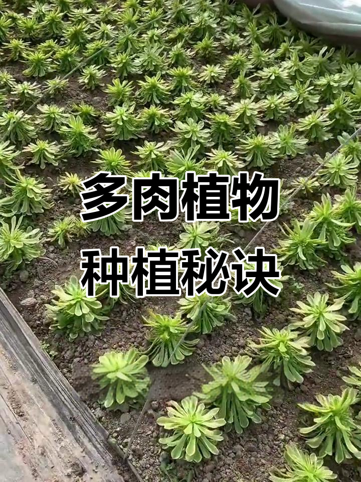 种植技巧大揭秘：如何让多肉植物长得更大更健康