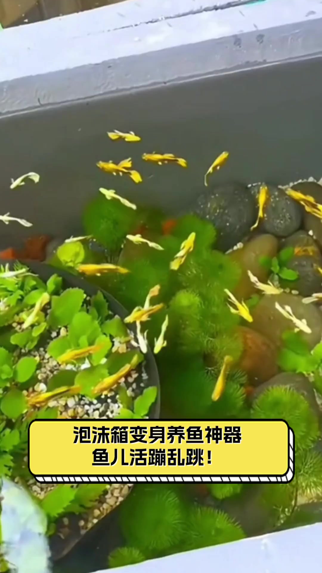 泡沫箱变身养鱼神器,鱼儿活蹦乱跳!