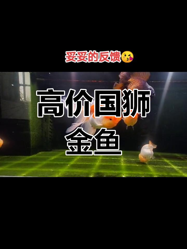 这条金鱼赛过兰寿和泰师,价格竟然这么高