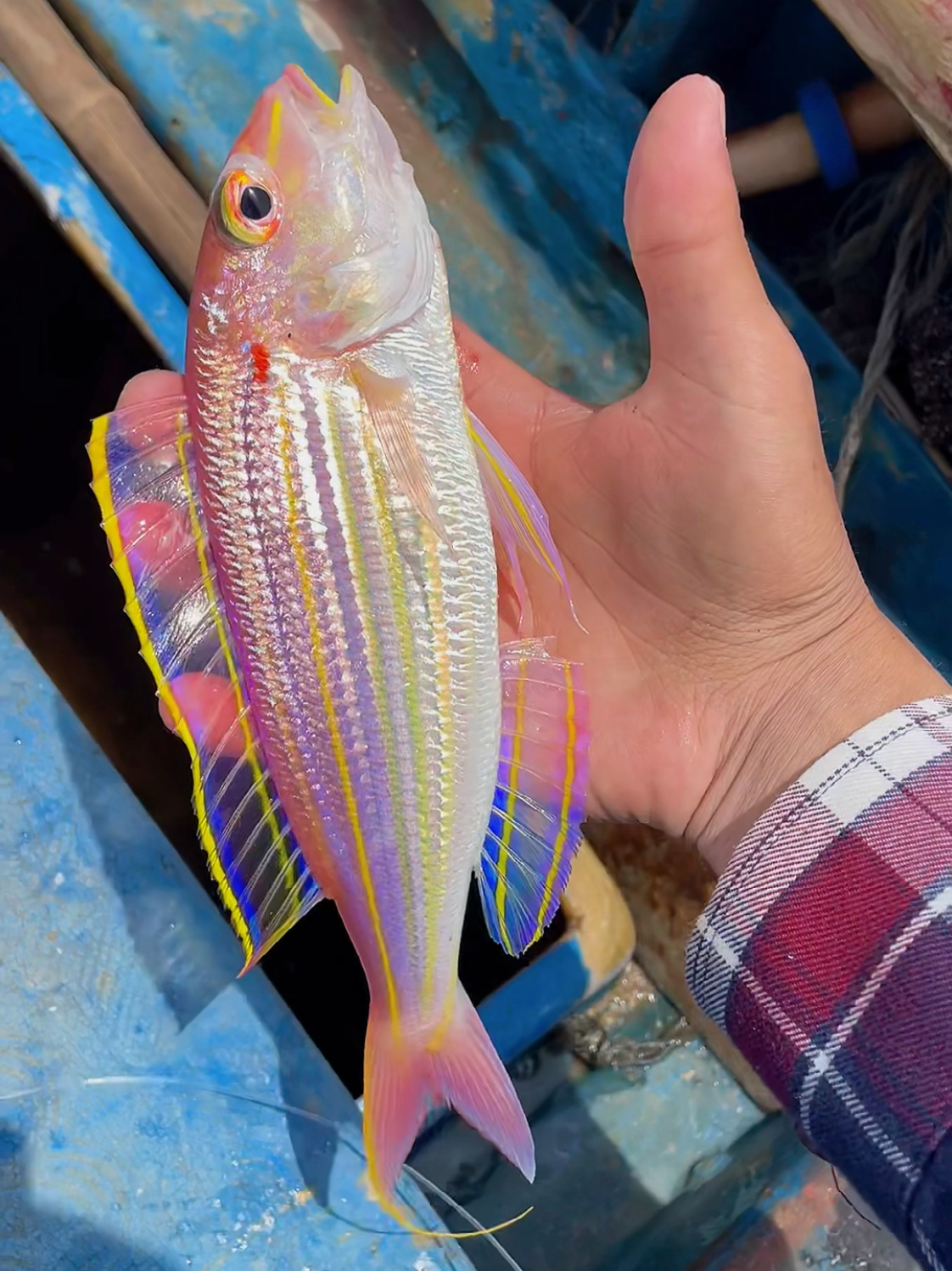 金陵鱼又名红杉鱼