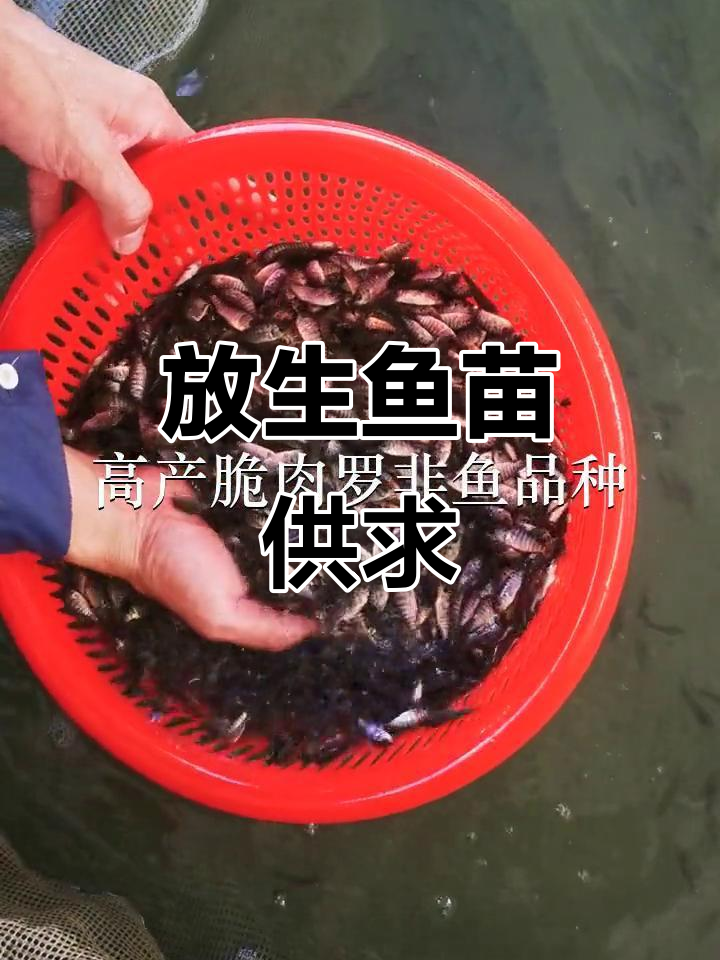 惠州与深圳鱼苗场,供应放生用鱼类