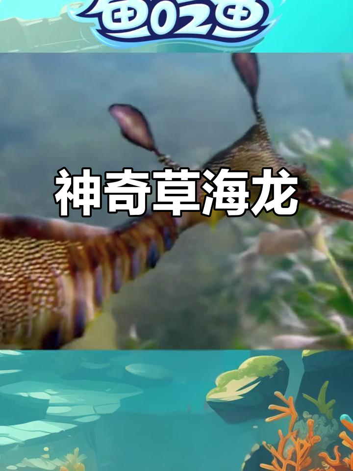 草海龙:奇特伪装与独特捕食方式,揭秘海洋硬骨鱼