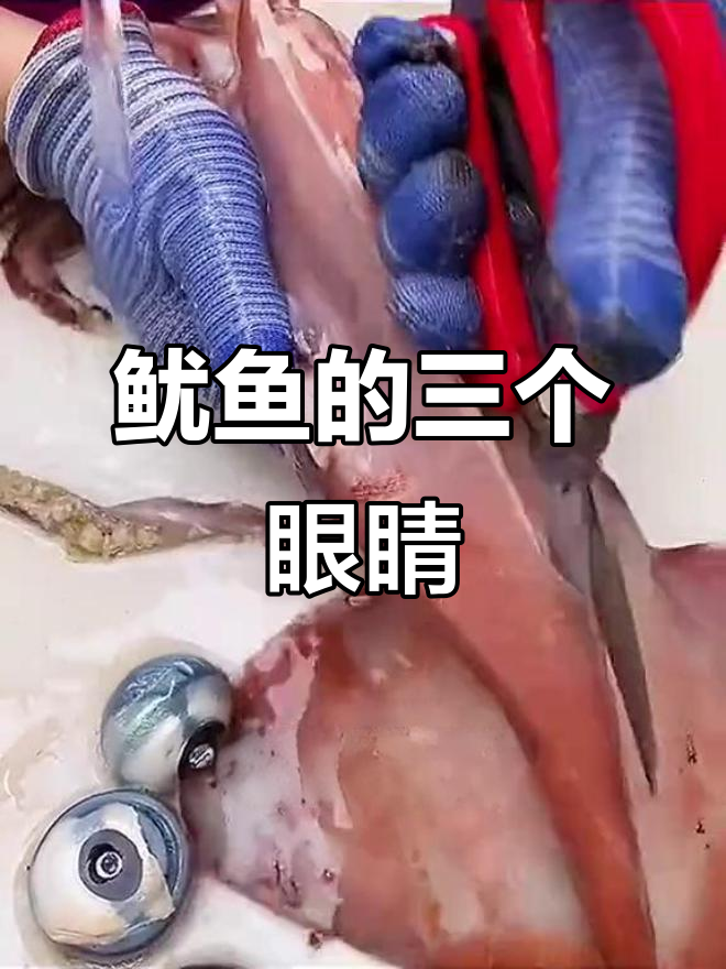 鱿鱼竟然有三只眼睛,清洗过程太惊悚了!