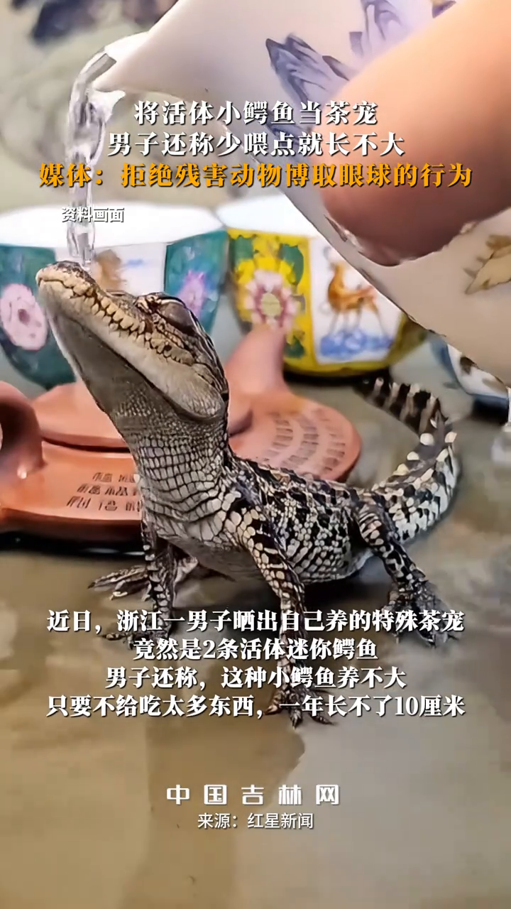 将活体小鳄鱼当茶宠,男子还称少喂点就长不大