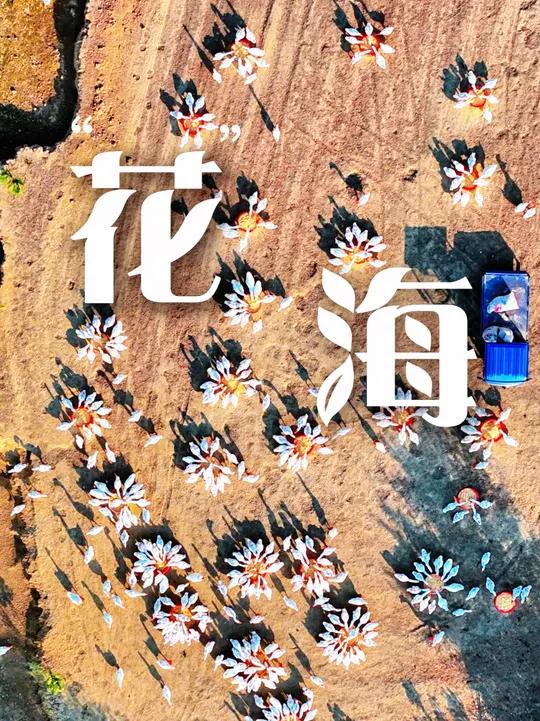 安徽霍邱,无人机记录下数百只皖西大白鹅吃食的场景,仿佛一朵朵绽放的花朵(人民网 郭昊)