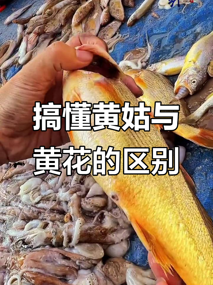 黄姑鱼和黄花鱼的真相,别被误导了!