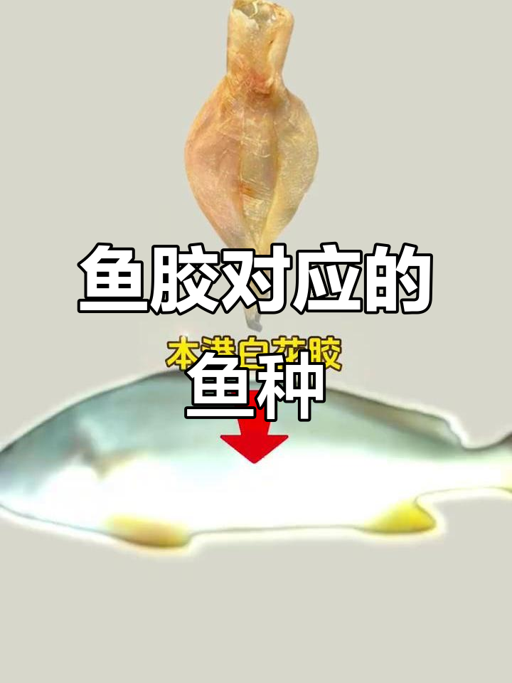 鱼胶的来源与对应鱼类品种揭秘