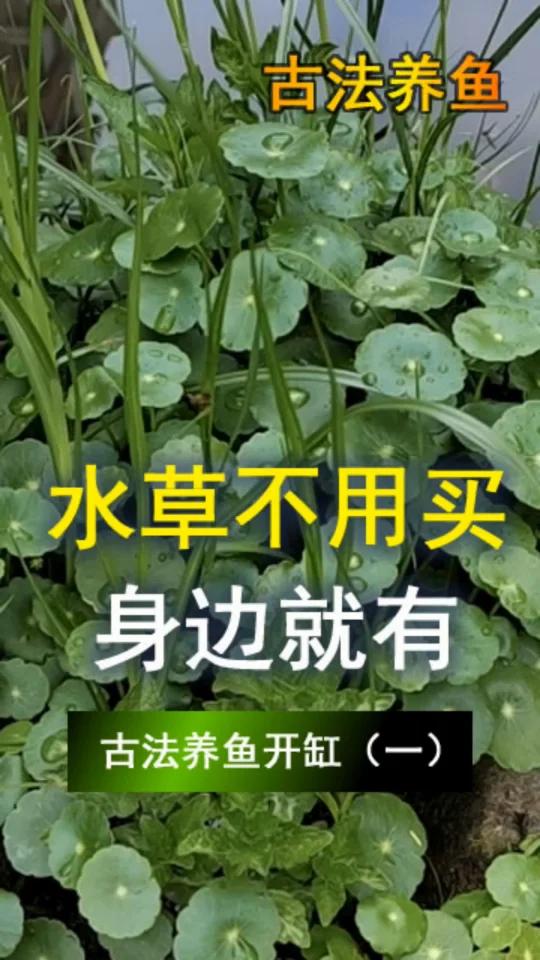 不要钱水草,身边就有。古法养鱼开缸(一)