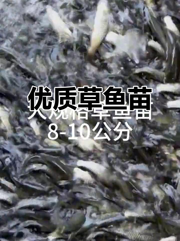 草鱼苗8-10公分,快速生长,品质保证!