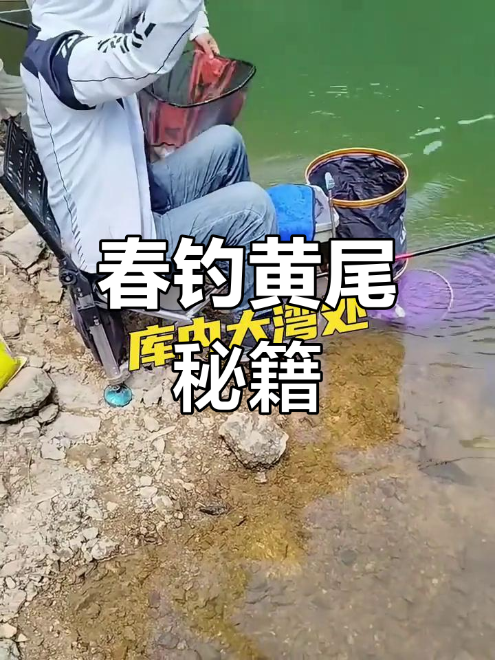 黄尾鱼春季钓法全解析:选位、饵料与技巧一网打尽!