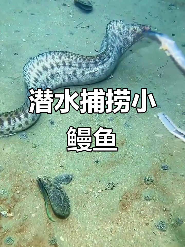海底抓鱼大作战，鳗鱼飞洒捉！