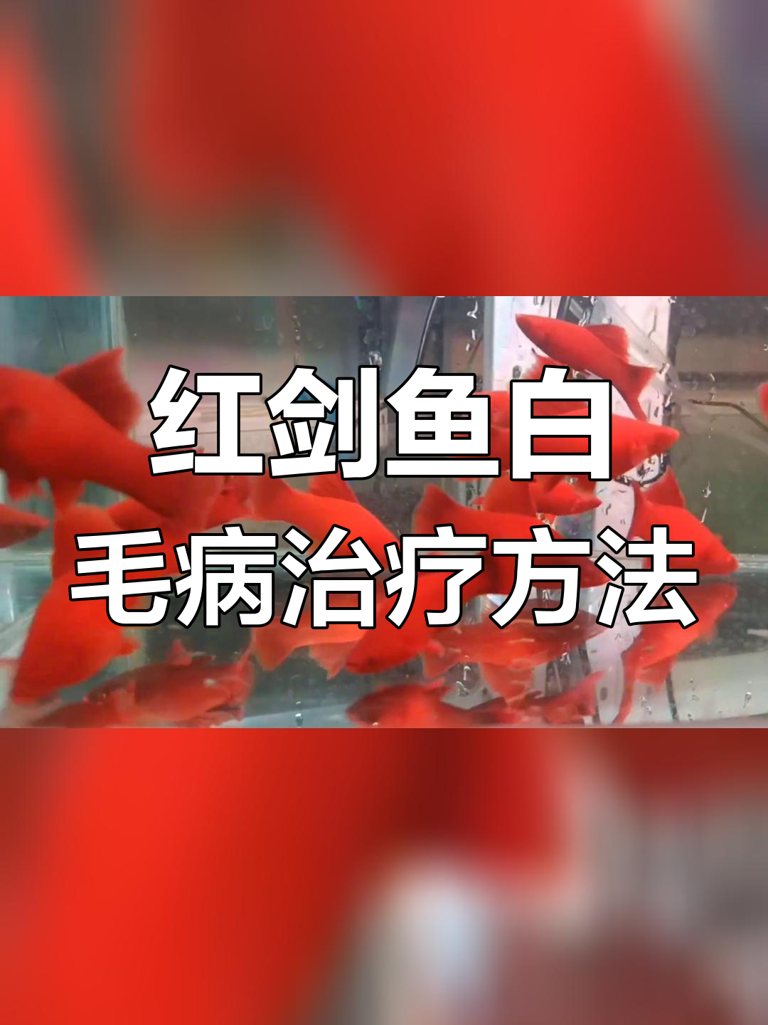 高鳍红剑鱼白毛病治疗法:两种有效方案