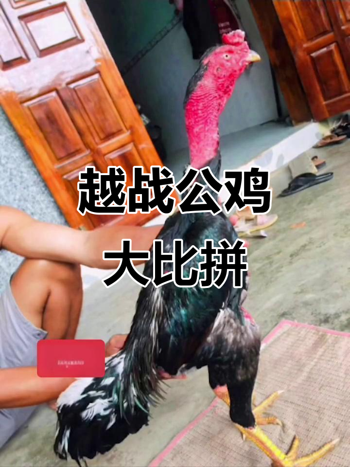 越南斗鸡场上的激烈对决,公鸡变身战斗机!