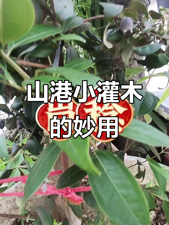 淘金娘豆:山港常见的小灌木,药用与食用两不误