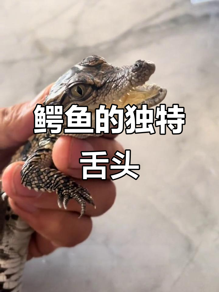 鳄鱼舌头虽小,却有关键作用,帮助它们适应各种环境