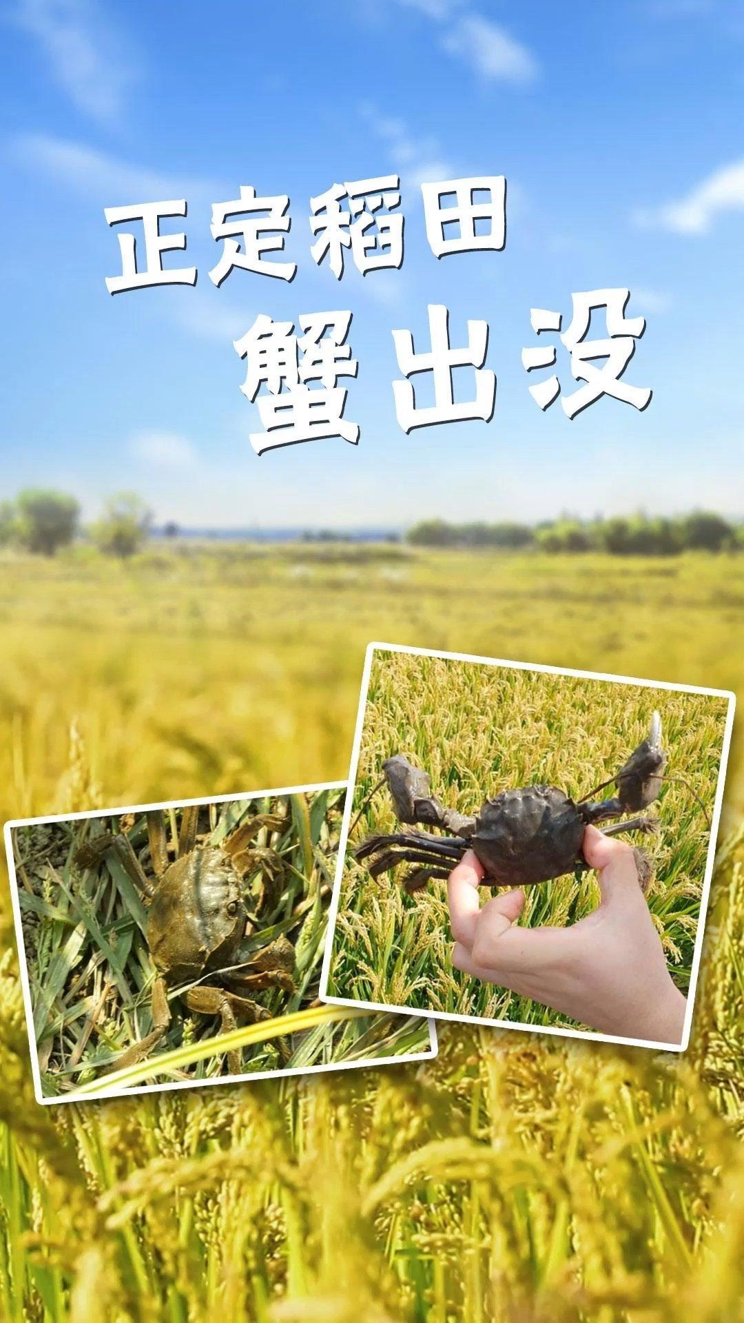 「百姓看联播 丨正定稻田“蟹出没”」秋风起,蟹儿肥。来,石家庄正定的稻田蟹了解一下。什么,