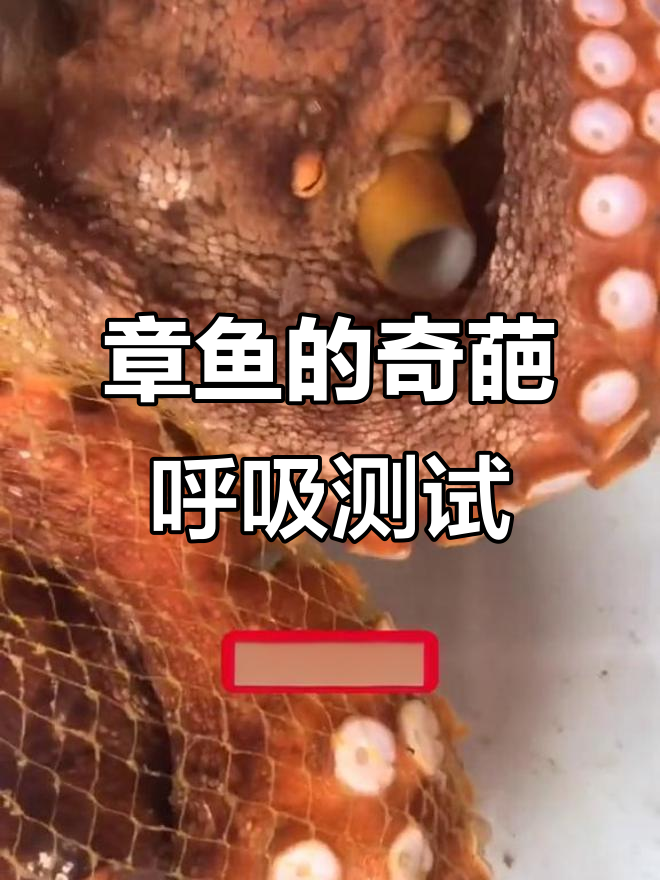 八爪鱼呼吸试验,花螺堵鼻孔能成功吗?