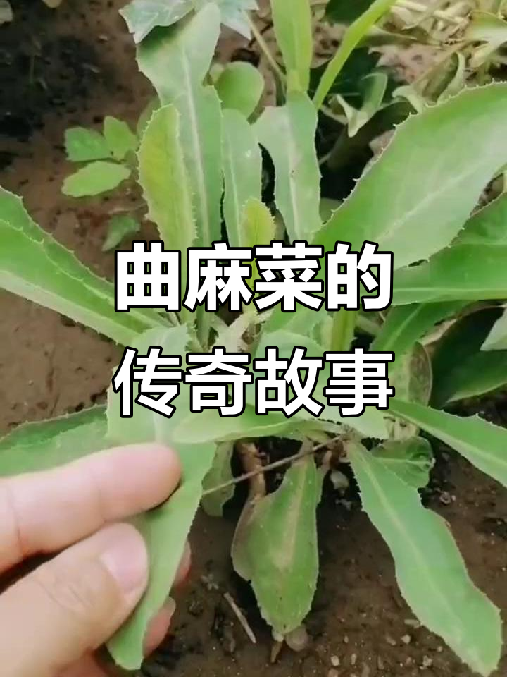 古代皇帝救命野菜,竟因时间变苦!