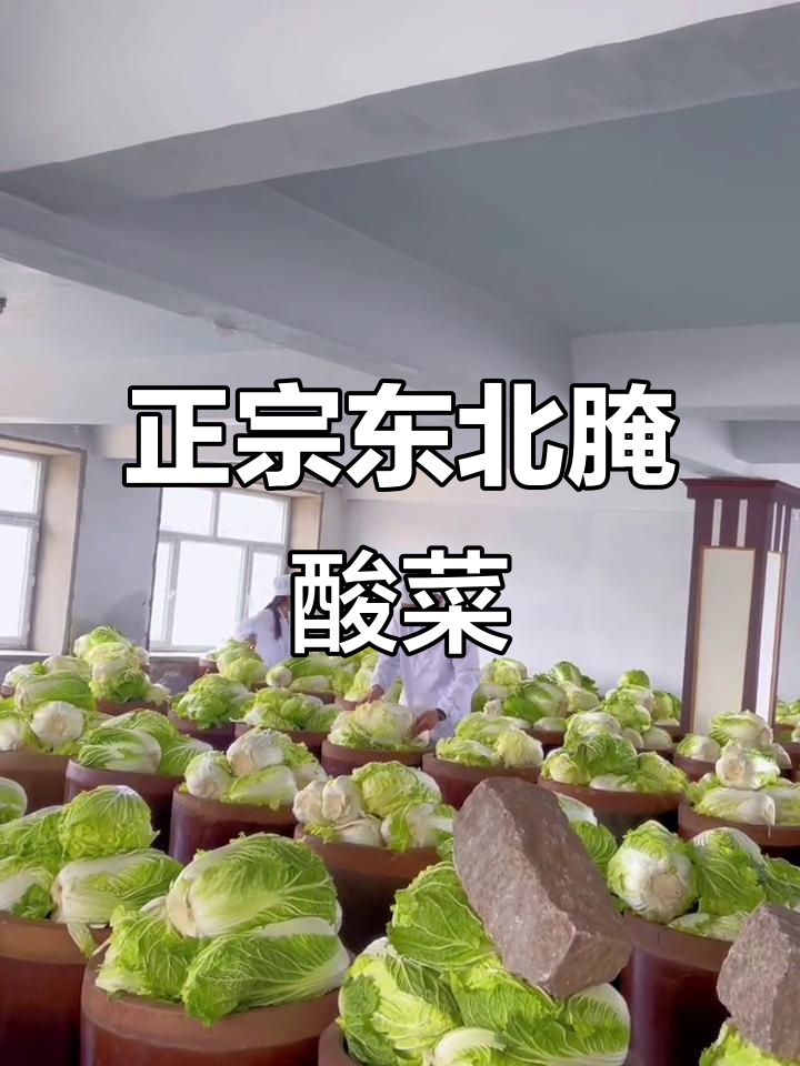 传统东北酸菜,黄心白菜腌制更美味