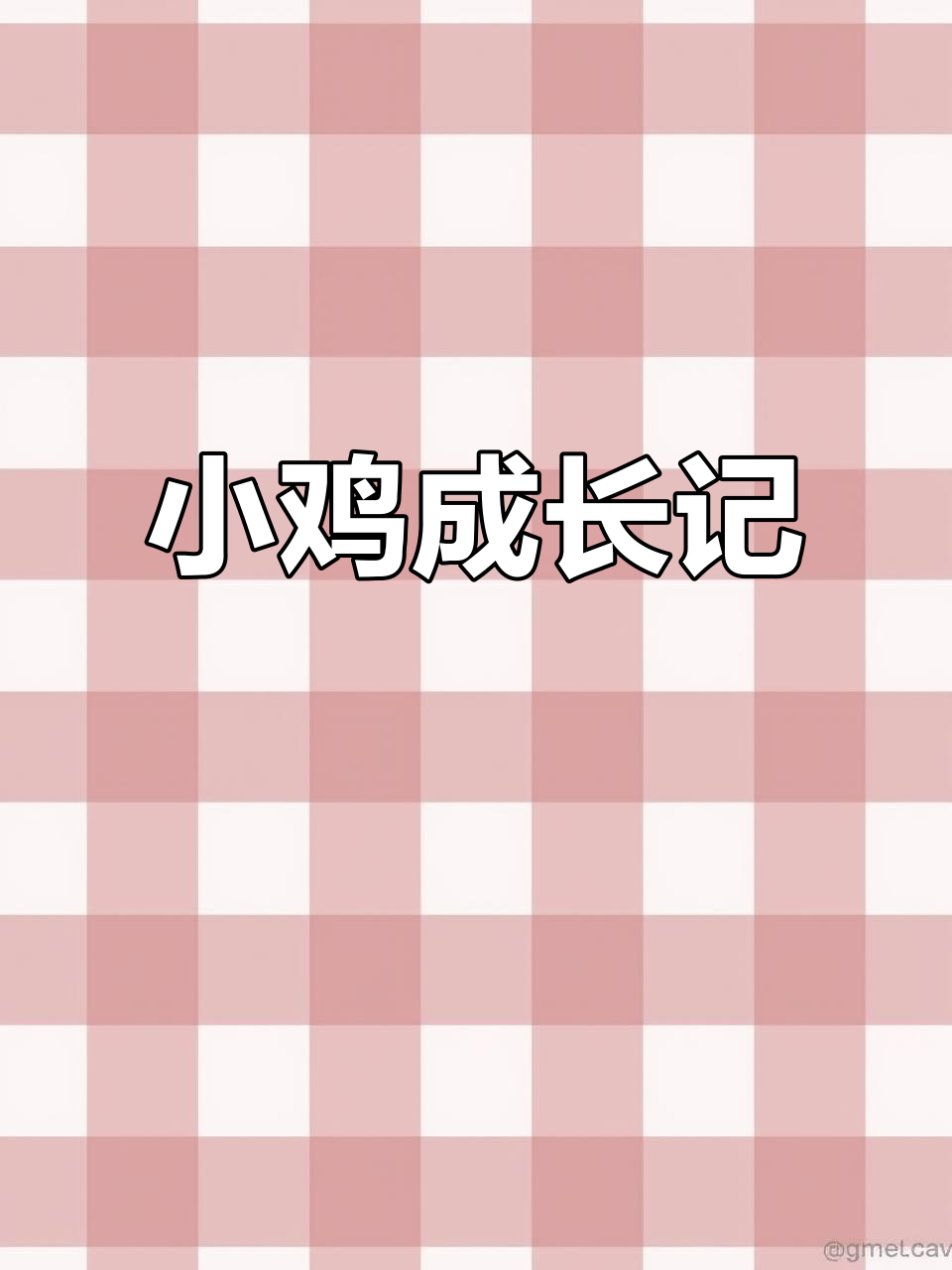 20天塞拉玛小鸡，体重不到两斤，萌态十足