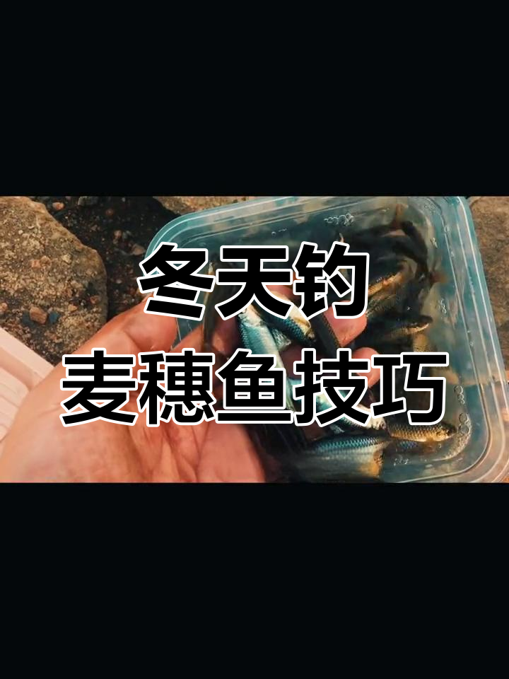 冬季钓麦穗鱼的技巧与装备搭配