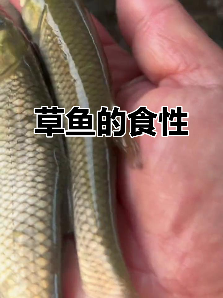 草鱼偏爱水生植物,人工喂养五谷杂粮,口感鲜美