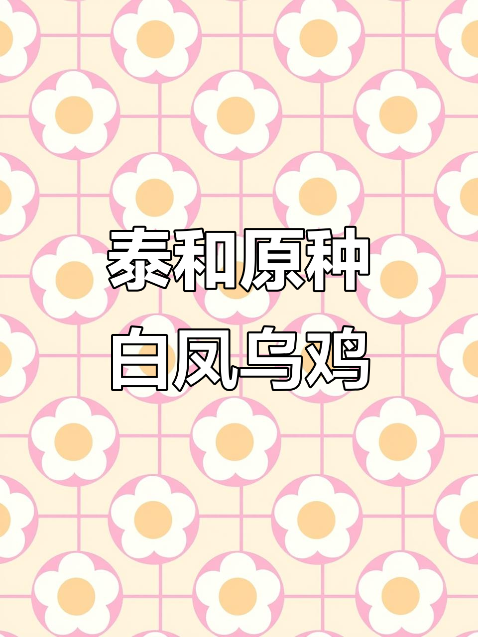 白凤乌鸡:矮脚丝毛,仙子般的存在