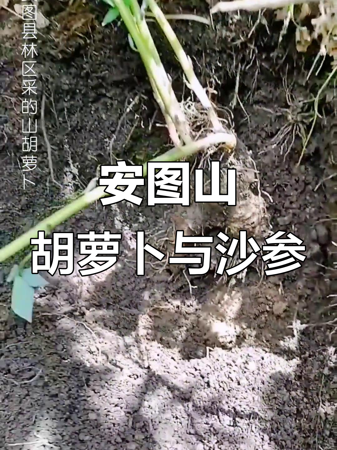 延边安图山胡萝卜与珊瑚萝卜蒿的区别,了解山地瓜的独特吃法
