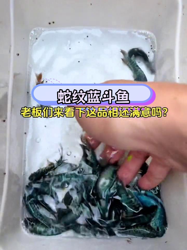 小型冷水观赏鱼,耐活好养