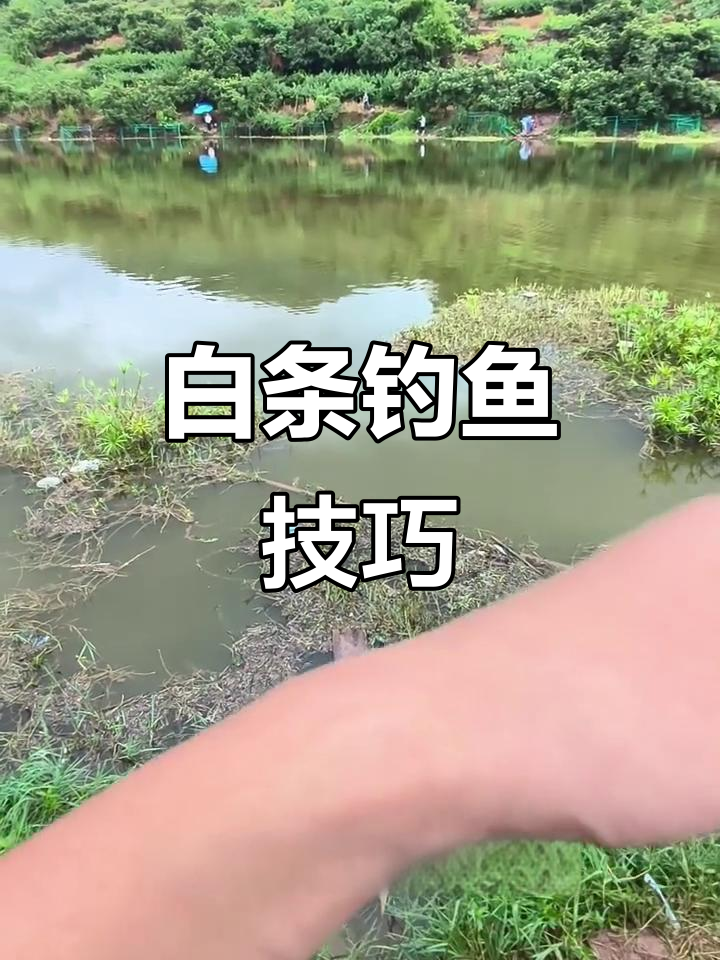 百公宴白条钓法揭秘,专用饵料效果如何?