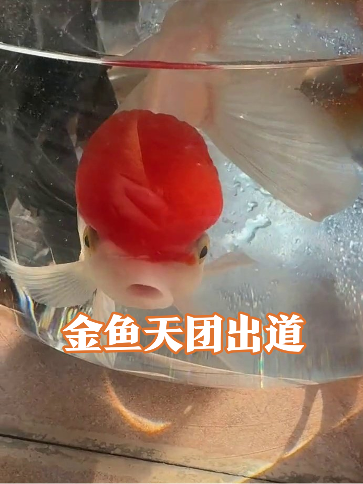 红头帽金鱼C位抢镜,黑鱼大佬淡定围观