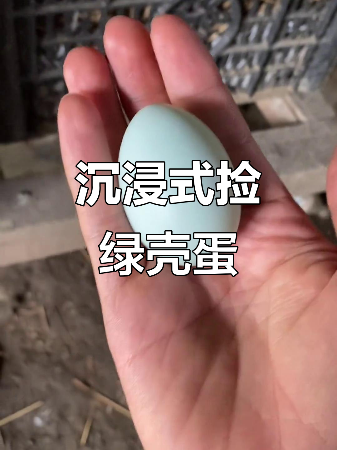 瓦灰鸡下绿壳蛋,紧张又刺激的捡鸡蛋时刻!
