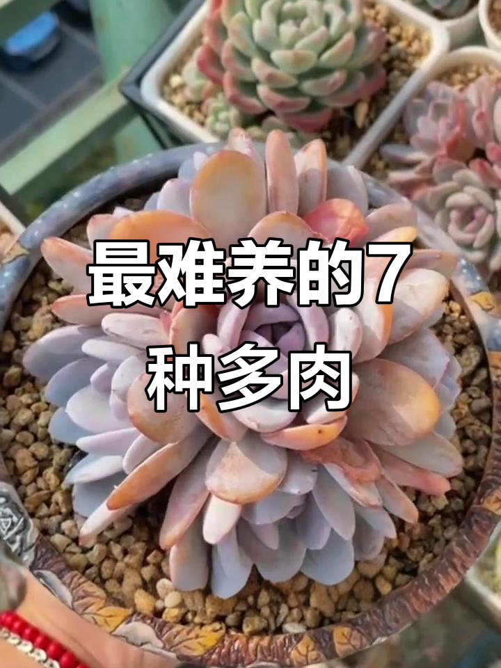 七种最难养的多肉植物,夏季最容易死亡