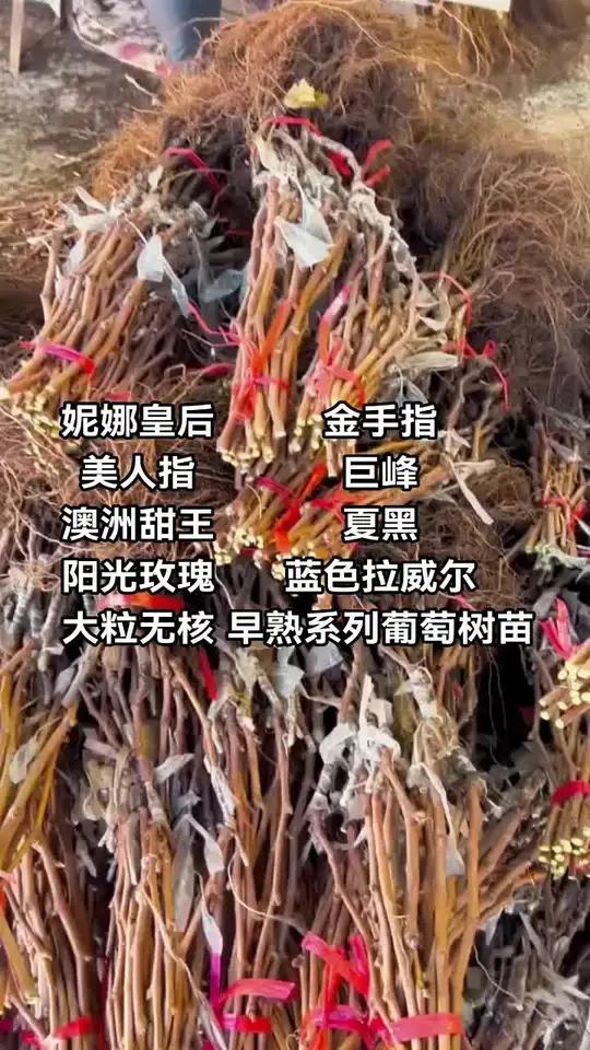葡萄树苗哪个品种好