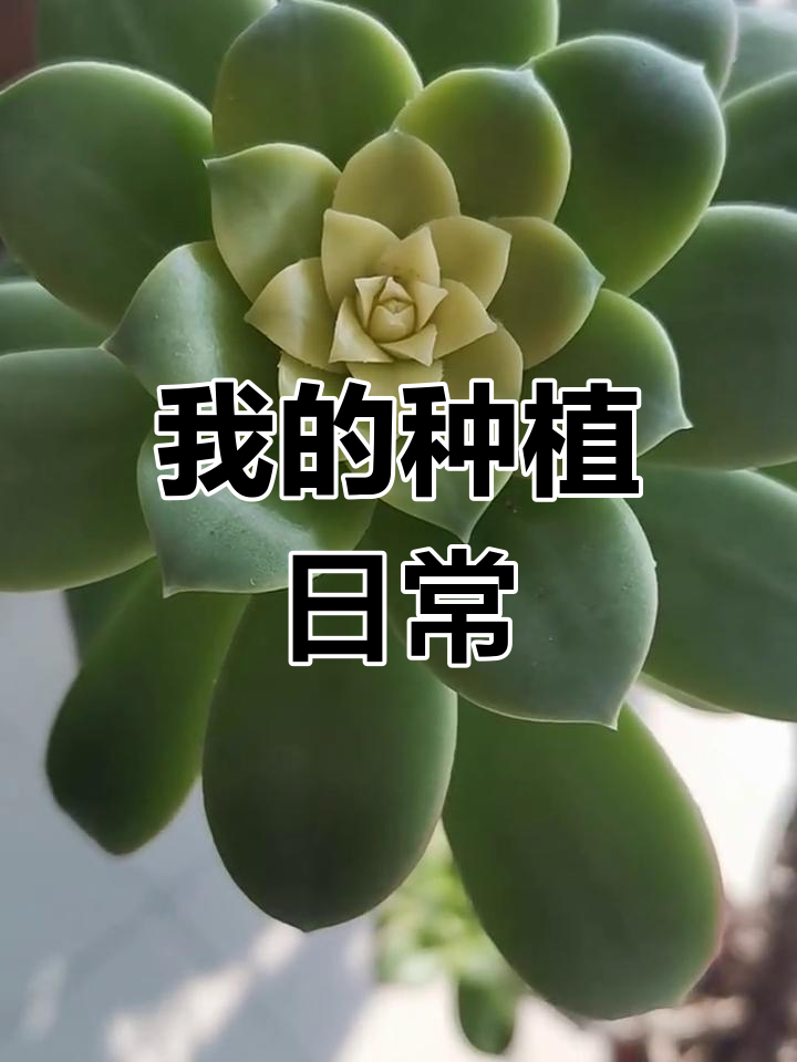 艳日辉多肉老桩,记录我的种植生活
