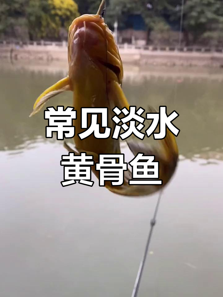 黄骨鱼的生活习性与分布