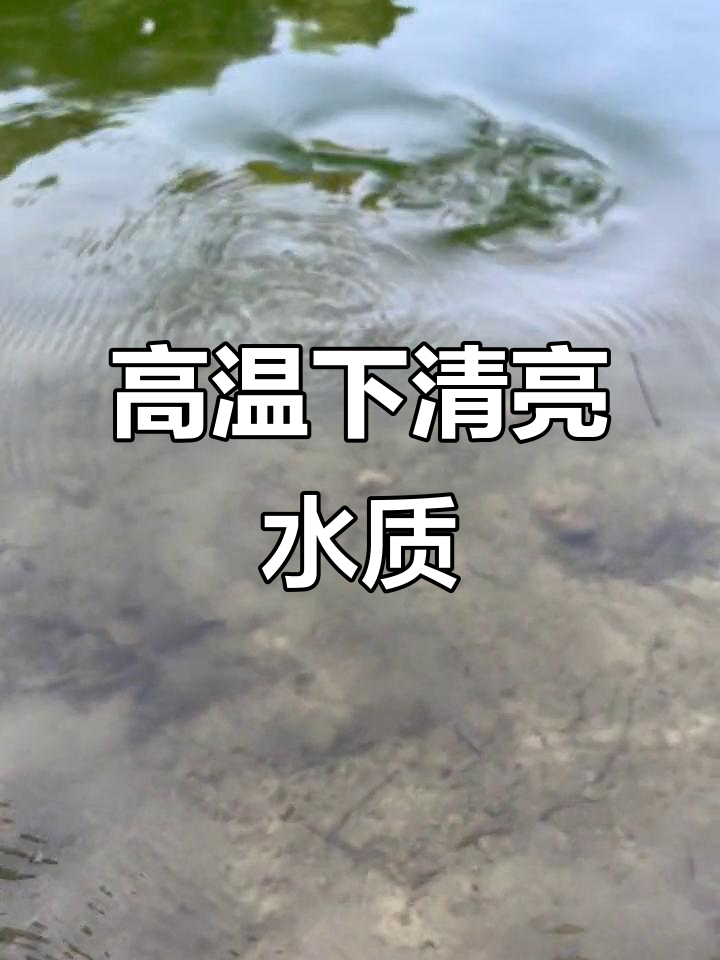 40度高温下的清澈水质,鱼虾清晰可见