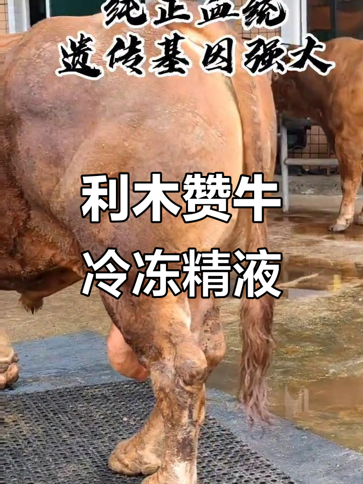 澳洲利木赞牛冻精采精现场,冷配技术助力肉牛改良