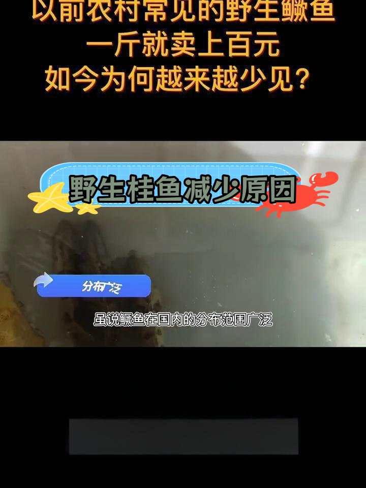 野生桂鱼为何越来越少?
