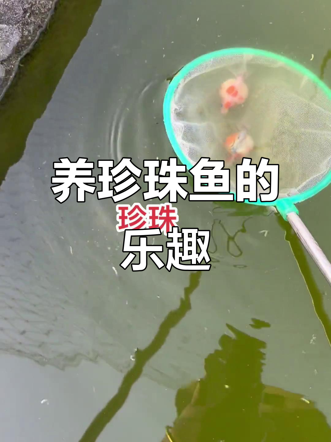 珍珠鱼养殖大揭秘,圆润红白珍珠随手捞