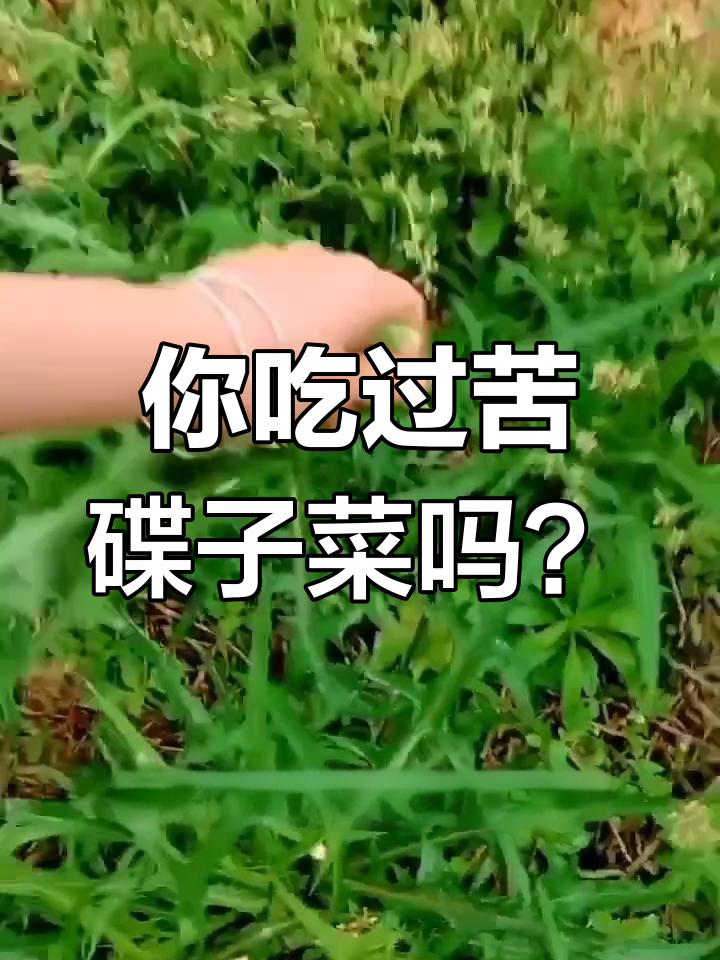 苦碟子菜:蒲公英的“亲戚”,口感比它更爽口