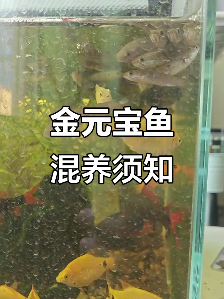 金元宝鱼混养注意事项,避免猛烈冲突